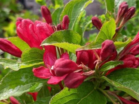 Weigela 'Bristol Ruby