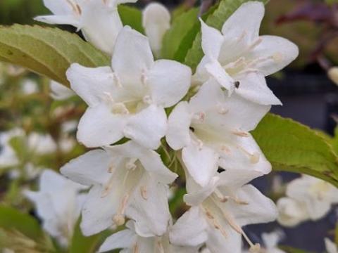 Weigela 'Candida'