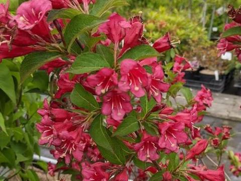 Weigela 'Eva Rathke'