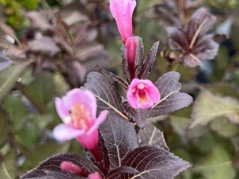 Weigela florida 'Nana Purpurea'