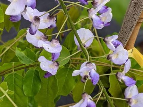 Wisteria flo. 'Multijuga'