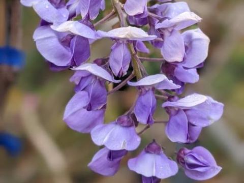 Wisteria brach. 'Okayama'