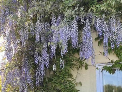Wisteria sinensis 'Prolific'