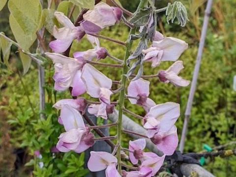 Wisteria brach. ' Showa-Bennii'