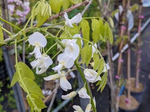 Wisteria flo. 'Snow Showers'