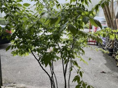 Zelkova serrata  meerstammig